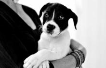 a puppy